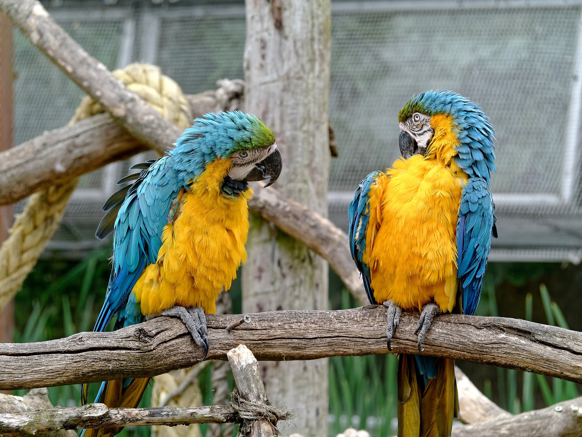 conversation-2302064_1920